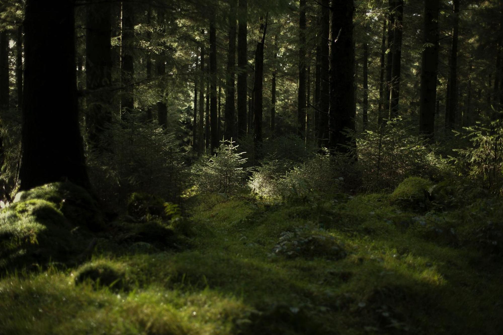 Two Unique Cabins Wrapped In Beautiful Welsh Scenery Presteigne エクステリア 写真